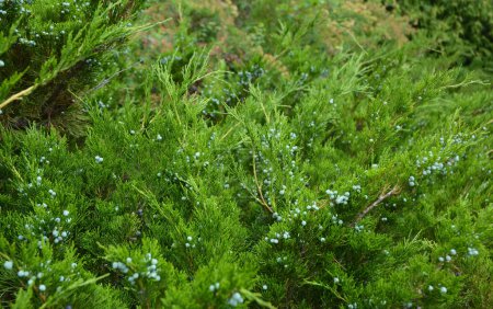 Juniperus virginiana follaje y conos femeninos. Cedro rojo oriental con semillas azules.