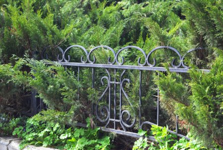 Foto de Valla de metal escondida con Juniperus sabina, el enebro savin o arbustos savin. - Imagen libre de derechos