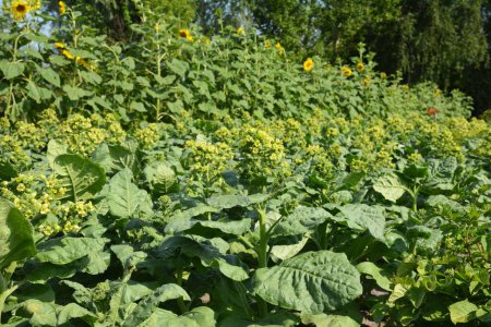 Foto de Cultivando plantas de tabaco. Nicotiana Rustica, o tabaco azteca está floreciendo con flores pequeñas amarillas. Una planta de tabaco con flores amarillas y abejas melíferas. - Imagen libre de derechos