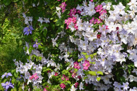 Photo for A green fence wall decorated by small-flowered varieties of clematis Comtesse de Bouchaud, Blue Angel, Ville de Lyon, Luther Burbank, Hagley Hybrid. - Royalty Free Image