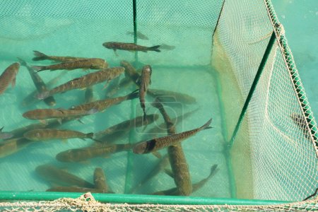 Carpa de pescado de agua dulce (Cyprinus carpio) en la piscifactoría 