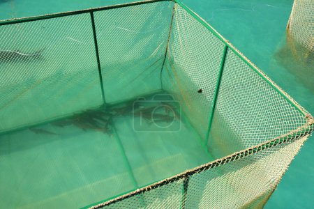 Téléchargez les photos : Sterlets (Acipenser ruthenus) dans la cage d'eau. sterlets vivants sur la ferme piscicole. - en image libre de droit