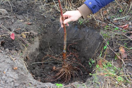 Jardinero plantando árbol frutal en el agujero de plantación. Colocación del árbol frutal con raíces extendidas en el centro de un agujero de plantación.
