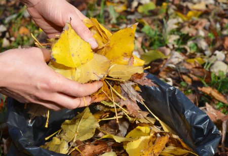 Photo for Gardener cleanup and collect colorful yellow fallen leaves in a black bag in the garden. - Royalty Free Image