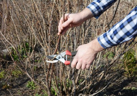 Téléchargez les photos : Jardinier mains coupe buisson de cassis avec dérivation sécateurs au début du printemps. - en image libre de droit