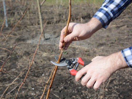 Téléchargez les photos : Jardinier mains coupe framboise buisson avec dérivation sécateurs - en image libre de droit
