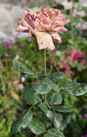 Photo for Dead rose flower head, faded rose, wilted blooms that need to get cut off, removed to produce more flowers or to garden rose stems before winter. - Royalty Free Image