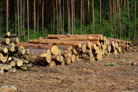 A pile of felled pine logs piled up on the edge of a path, wood, pinewood raw material, cut down forest, horizontal