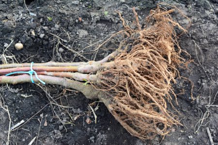 A close-up of bare root fruit trees ready for planting in early spring.  