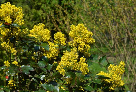 Mahonia aquifolium (Oregon Grape Holly) is a captivating evergreen shrub that adds color and interest to shaded gardens.