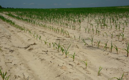 Trockenes Maisfeld. Eine frühe Dürre kann gravierende negative Auswirkungen auf den Maisertrag haben. Trockenheitsstress.