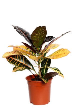 How to Grow and Care for Croton Plants. Croton Plant in flowerpot isolated on white background.