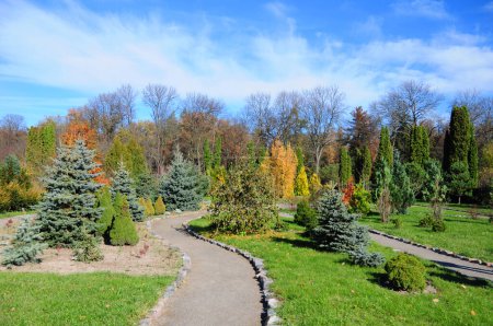 Hermoso camino de jardín con colorido diseño de paisaje autunm, tejos, thuja, picea glauca conica, abeto azul.