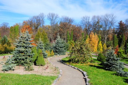 Hermoso diseño de paisaje con hermoso camino, tejos, thuja, picea glauca conica, abeto azul en otoño colorido.