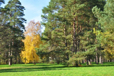 Aménagement paysager automnal de pins et de bouleaux aux feuilles jaunes sur fond de pelouse verte dans le parc