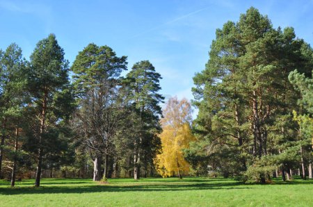 Schöne Landschaftsgestaltung von Kiefern und Birken mit gelben Blättern auf dem Hintergrund eines grünen Rasens im Herbst