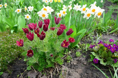 Un primer plano en un hermoso lecho de flores de primavera con Pulsatilla vulgaris, la flor pascual, Primula veris, narciso y flox rastrero.