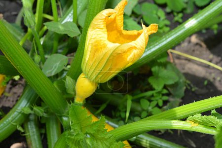 Flor de calabaza. Flor de calabaza en el hogar veges jardín. Flor de calabaza se puede consumir cruda en ensaladas, al vapor, cocinado con otras verduras.