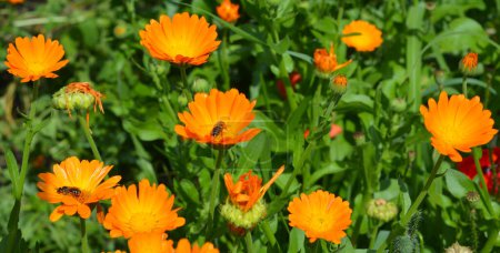 Calendula officinalis oder Topf-Ringelblume, Ringelblume, Schottische Ringelblume, Rüschen, Topf-Ringelblume mit Honigbienen im bienenfreundlichen Garten.