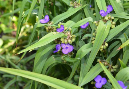 Tradescantia virginiana, l'araignée de Virginie. Floraison de Tradescantia bleu (Tradescantia virginiana) dans le jardin.