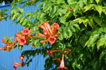Téléchargez les photos : Plante de vigne trompette fleurs contre la clôture en métal bleu. Campsis radicans, la vigne trompette, la vigne trompette jaune, ou rampant trompette poussant dans le jardin. - en image libre de droit