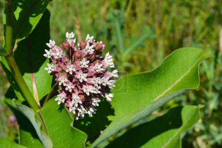 Asclepias syriaca, commonly called common milkweed, butterfly flower, silkweed, silky swallow-wort, and Virginia silkweed flowering in the garden