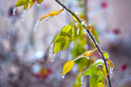 Téléchargez les photos : Glaces sur les branches glacées et les feuilles vertes des arbres. saison des changements de température et de la météo hivernale en automne - en image libre de droit