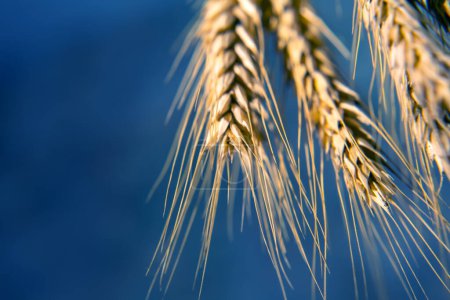 Orejas de trigo de cerca. agronomía y botánica vegetal