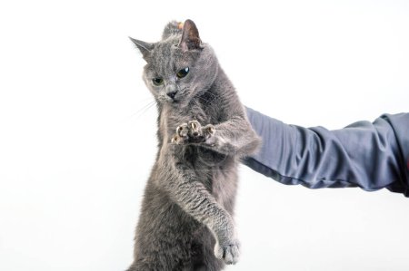 Die Hand des Mannes hält eine graue Katze an der Halskrause. Flauschiges Haustier macht sich schuldig