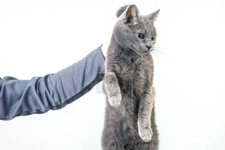 Die Hand des Mannes hält eine graue Katze an der Halskrause. Flauschiges Haustier macht sich schuldig