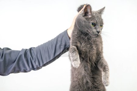 Photo for Man hand holds a gray cat by the scruff of the neck. Home fluffy pet is guilty - Royalty Free Image