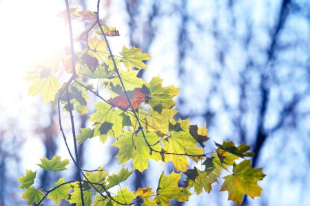 Photo for Maple tree leaves in the sun - Royalty Free Image