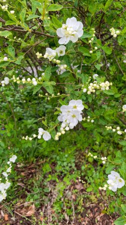 Foto de Flores blancas en las ramas de un arbusto en el jardín en primavera - Imagen libre de derechos