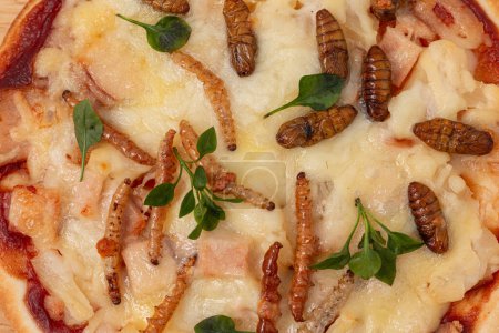 Pizza with bamboo caterpillars, silkworm pupae, and mozzarella, edible insects in Thailand. Close-up 