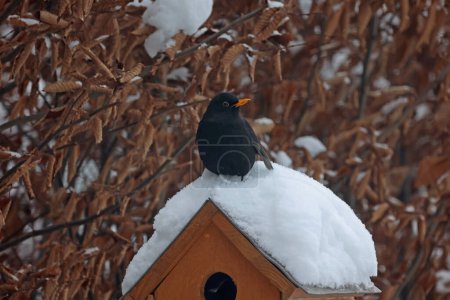 Téléchargez les photos : Sparrow sits on a birdhouse in winter. - en image libre de droit