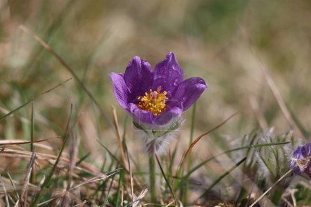 Téléchargez les photos : Belle fleur pelucheuse pourpre Oriental Pulsatilla patens pasqueflower. - en image libre de droit