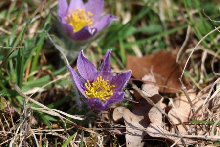 Téléchargez les photos : Belle fleur pelucheuse pourpre Oriental Pulsatilla patens pasqueflower. - en image libre de droit
