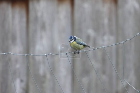 Téléchargez les photos : A tit sits on a wire fence. - en image libre de droit