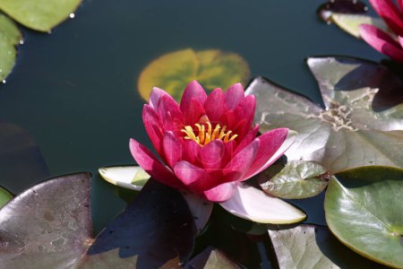 Téléchargez les photos : Une belle fleur de nénuphar qui plane sur l'eau. - en image libre de droit