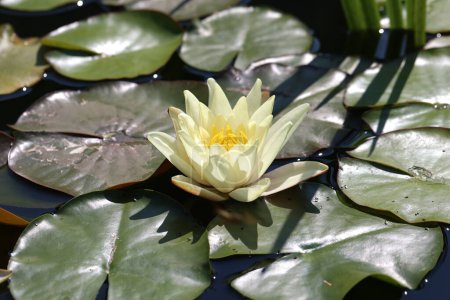 A beautiful water lily flower that hovers over the water.