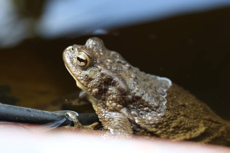 Téléchargez les photos : Une grenouille dans l'étang du jardin au printemps. - en image libre de droit