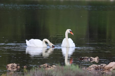 Téléchargez les photos : Une paire de cygnes blancs sur le lac à la recherche de nourriture. - en image libre de droit