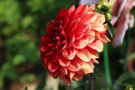 Téléchargez les photos : Belle couleur Dalia fleur dans le parc
. - en image libre de droit