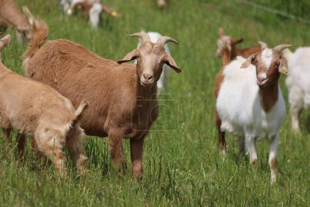 Téléchargez les photos : Chèvres au pâturage en été. - en image libre de droit