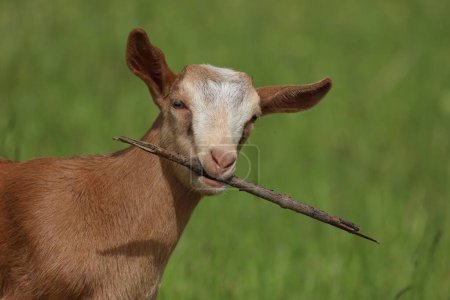 Téléchargez les photos : Petite Chèvre joue avec une branche sèche. - en image libre de droit