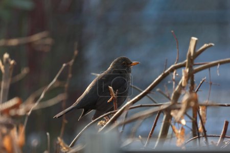 Téléchargez les photos : L'oiseau noir est assis sur un arbre. - en image libre de droit