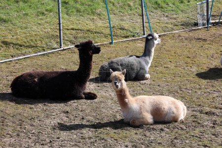 Foto de Tres alpacas en una granja. - Imagen libre de derechos