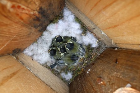 Foto de Nido de Titmouse con polluelos en una pajarera. - Imagen libre de derechos