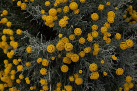 Téléchargez les photos : Fleurs jaunes photographiées d'en haut. - en image libre de droit