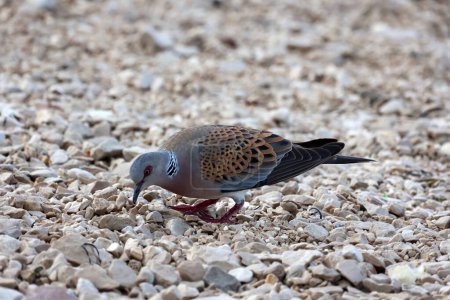 Téléchargez les photos : Pigeon sauvage sur la plage à la recherche de nourriture. - en image libre de droit